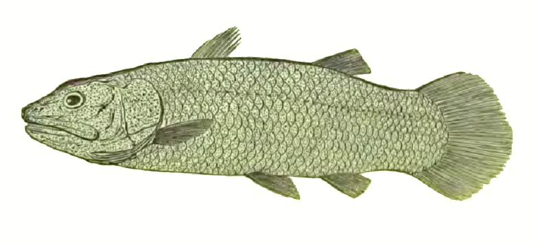 Macropoma