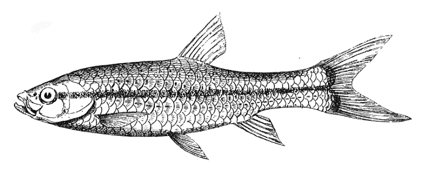 Slender rasbora