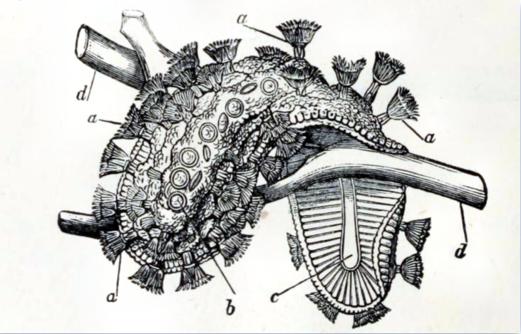 Cristatella mucedo