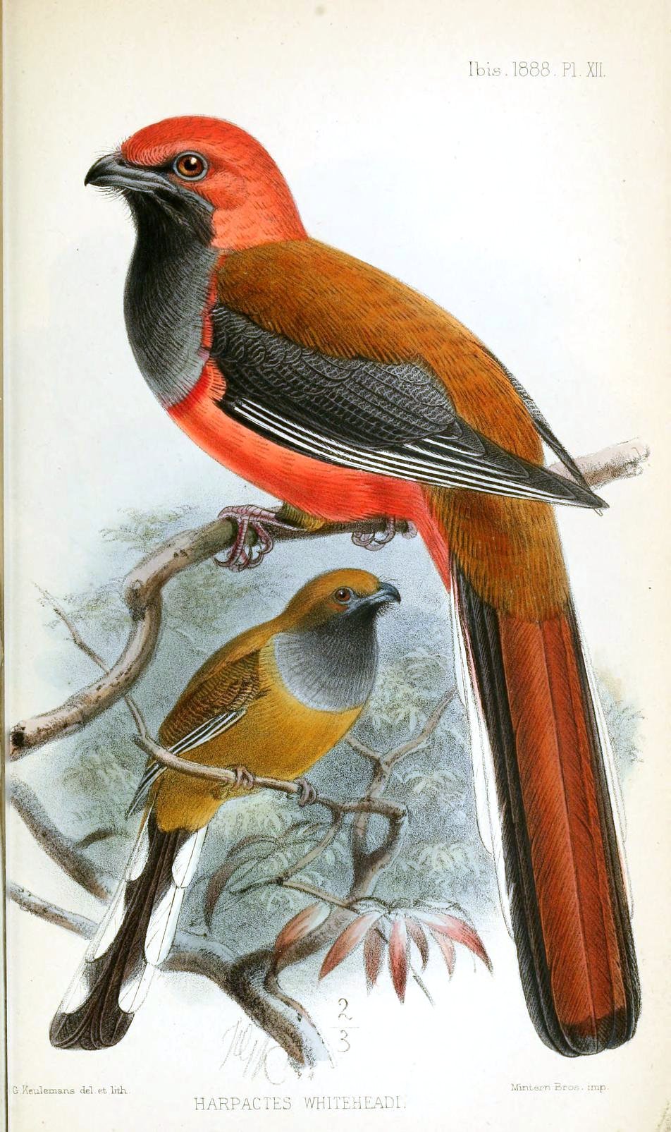 Whitehead's trogon