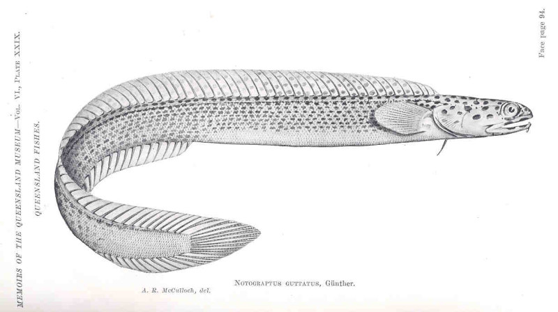 Notograptus