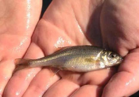 Oregon Chub