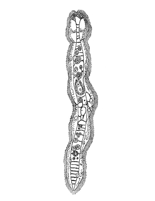 Dicyemida