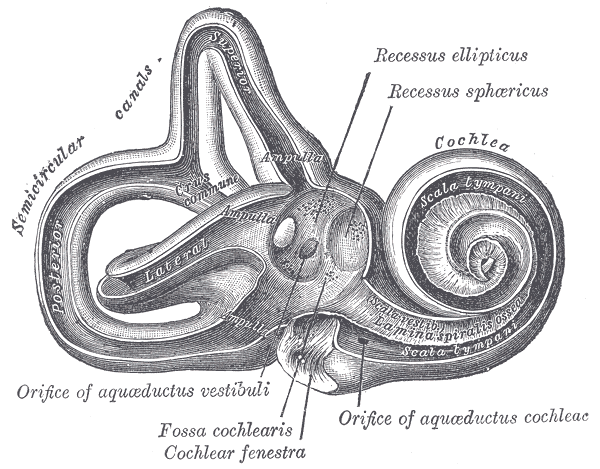 cochlea