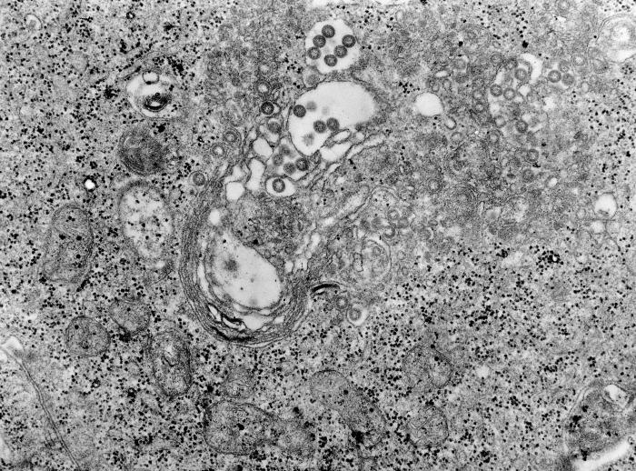 Elliovirales