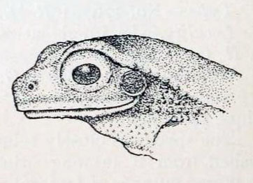 Chiromantis simus