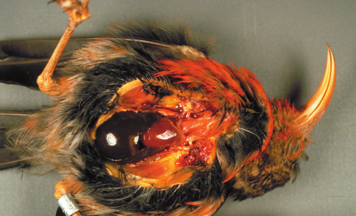 avian malaria