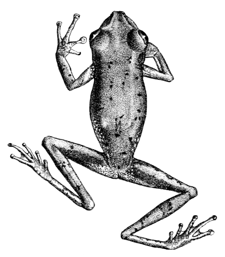 Hyla alboguttata
