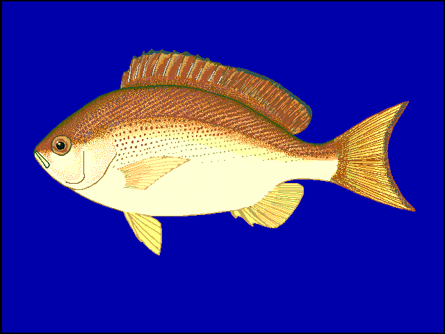 Pinjalo