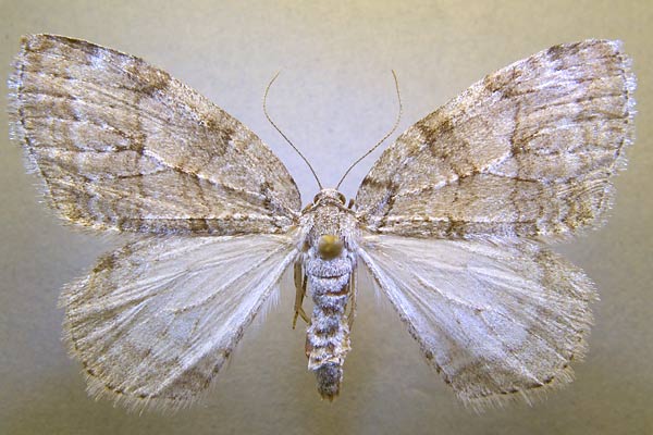 Autumnal Moth