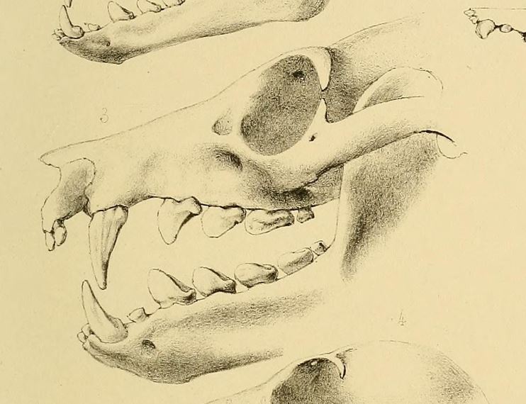 Pteropus aruensis