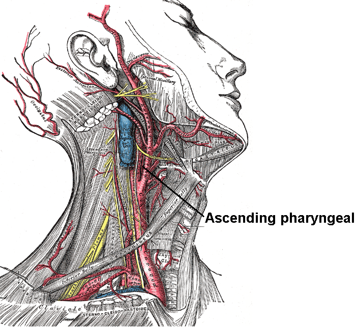 ascending pharyngeal artery