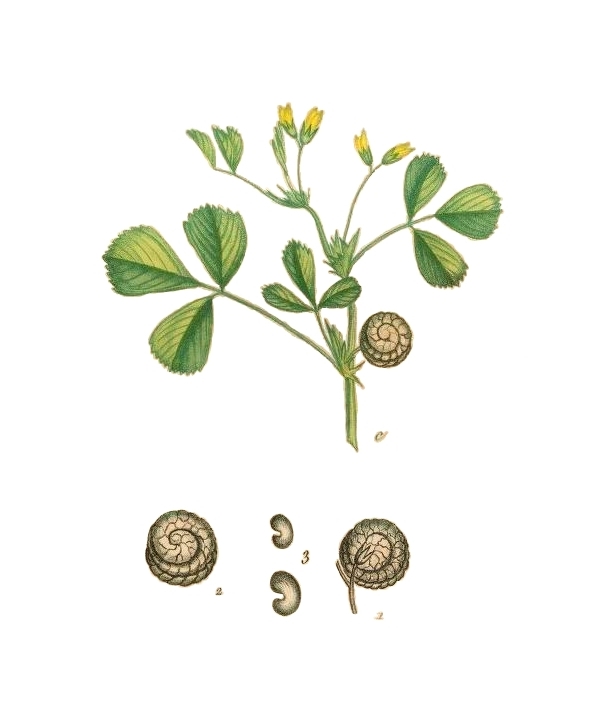 Medicago rugosa