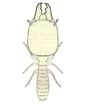 Termopsidae
