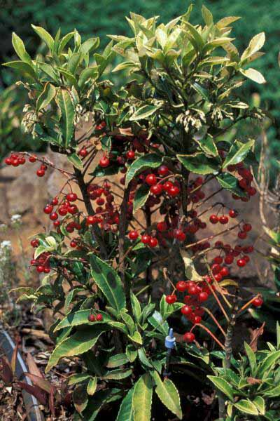 Myrsinaceae