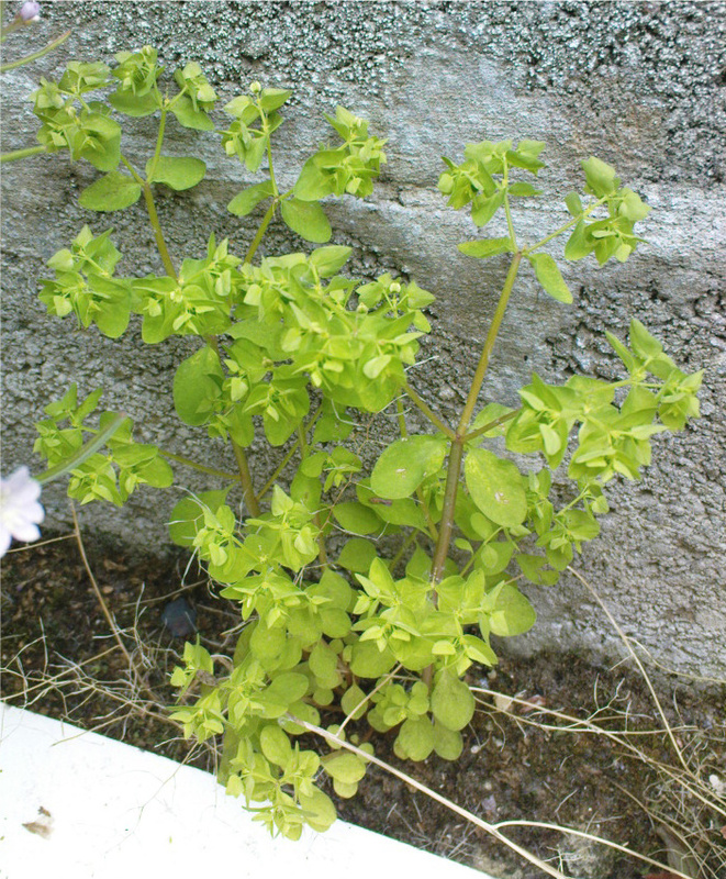 Euphorbia peplus