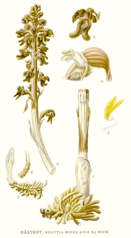 Neottia