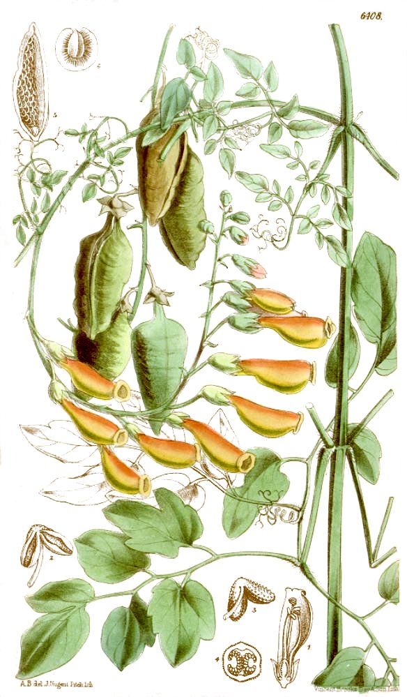Eccremocarpus