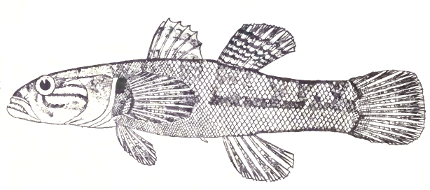 Belobranchus belobranchus