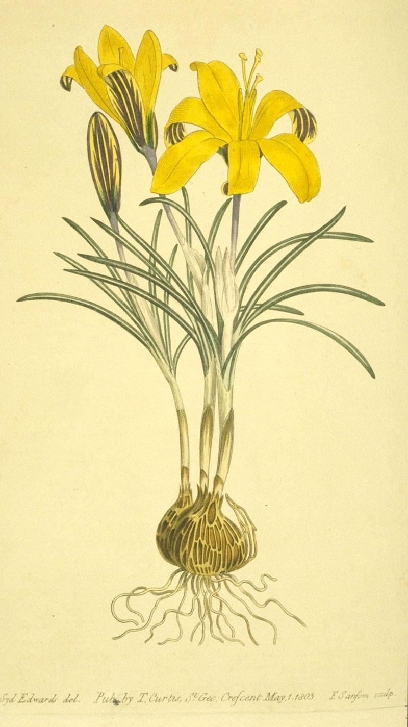 Crocus angustifolius