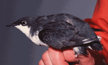 Xantus’s murrelet