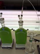 Biohydrogen reactor