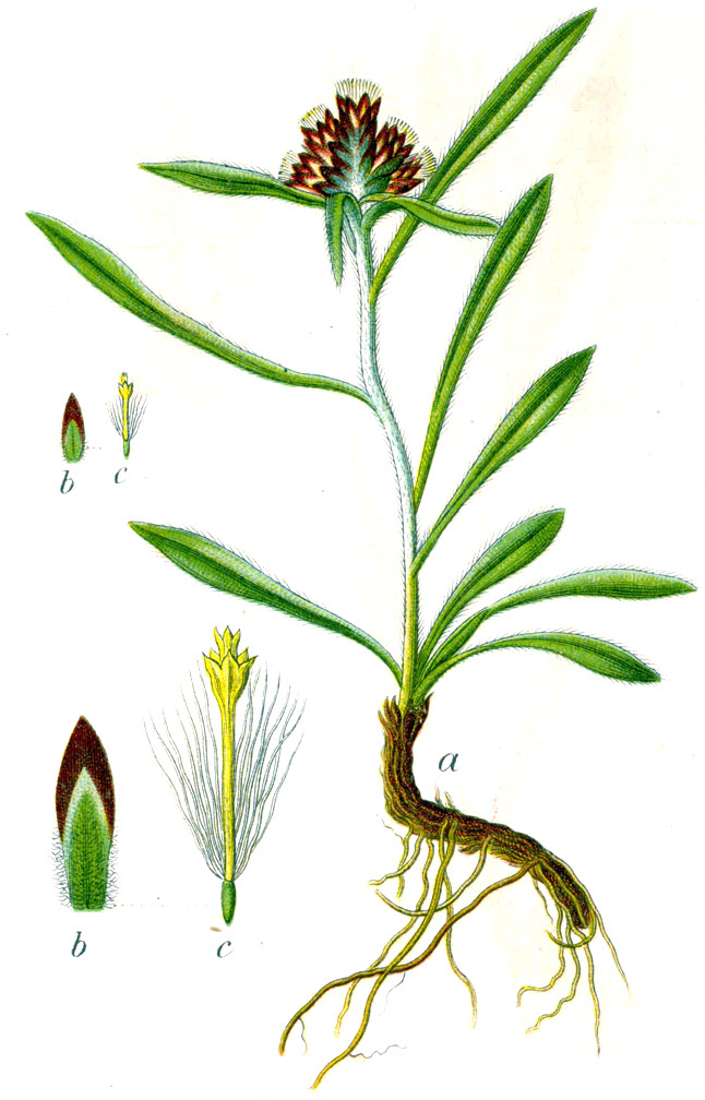 Gnaphalium supinum