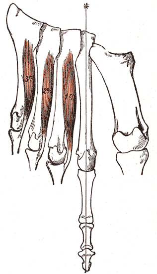 plantar interossei muscles