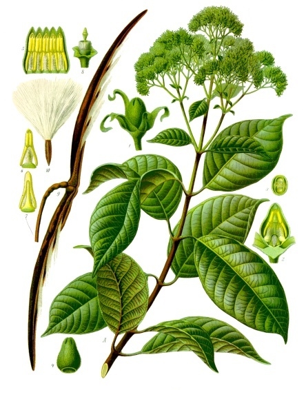 Urceola