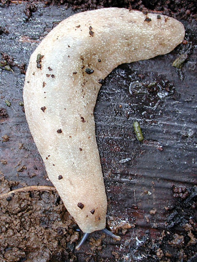 Veronicellidae