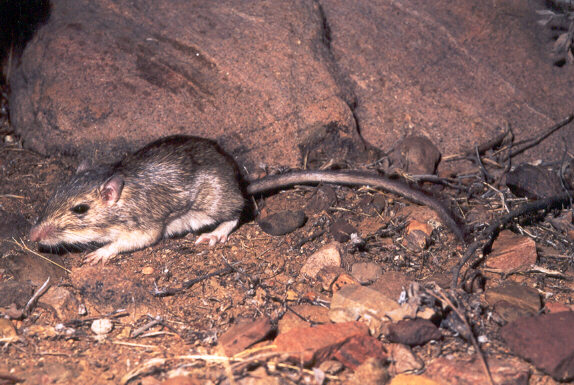 Chaetodipus