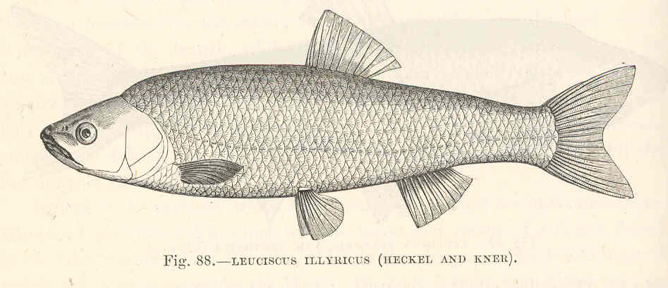 Squalius illyricus