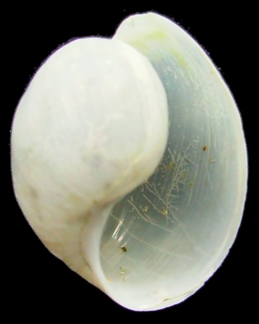 Haminoea