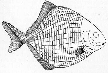 Palaeonisciformes
