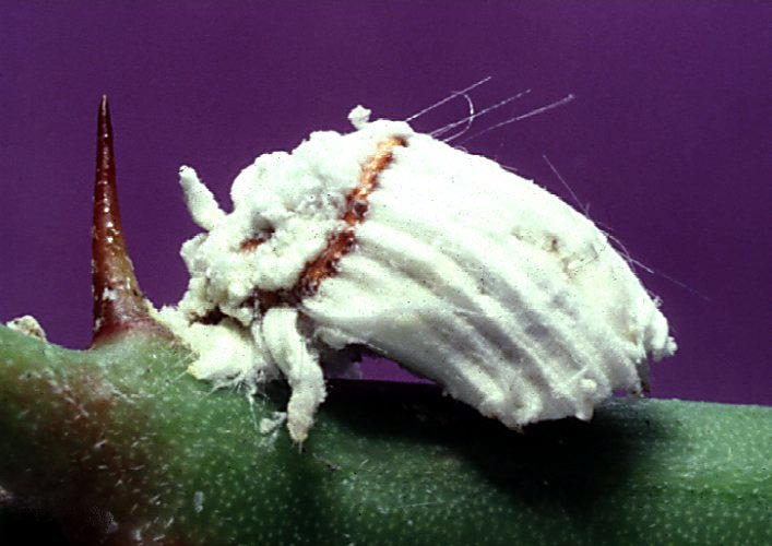 Icerya