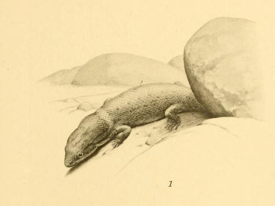 Sphaerodactylus gilvitorques