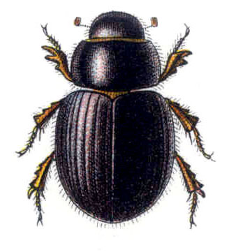 Aegialia