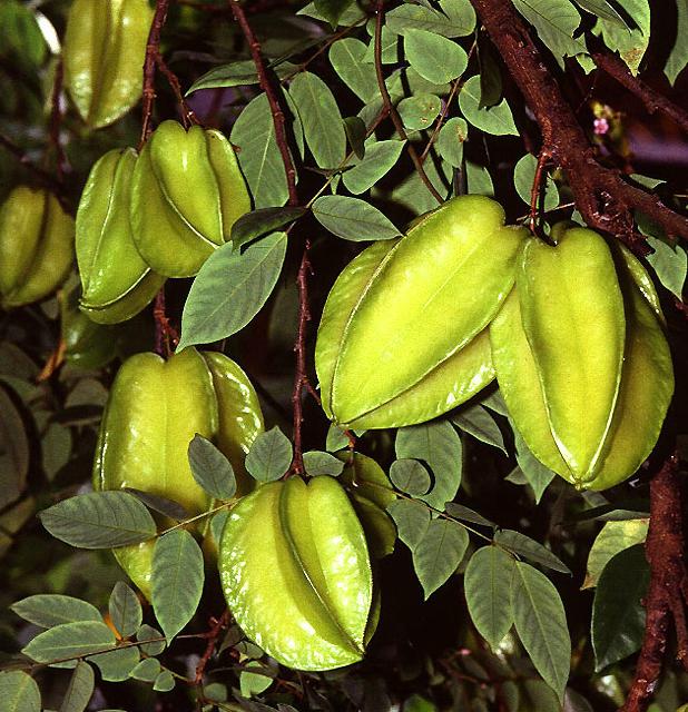 star fruit