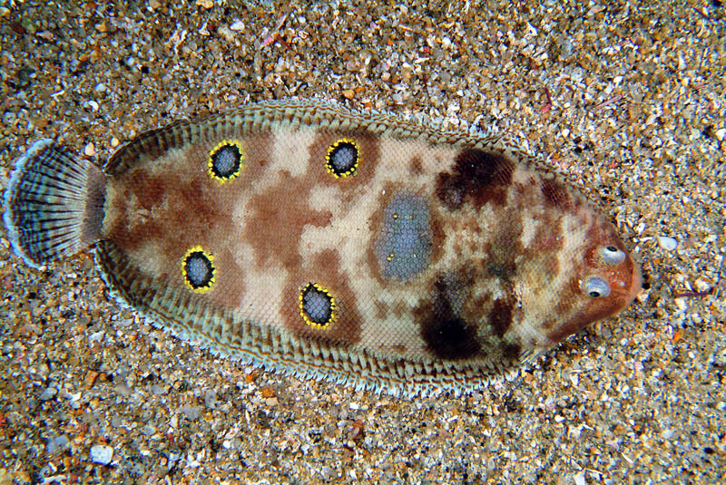 Microchirus