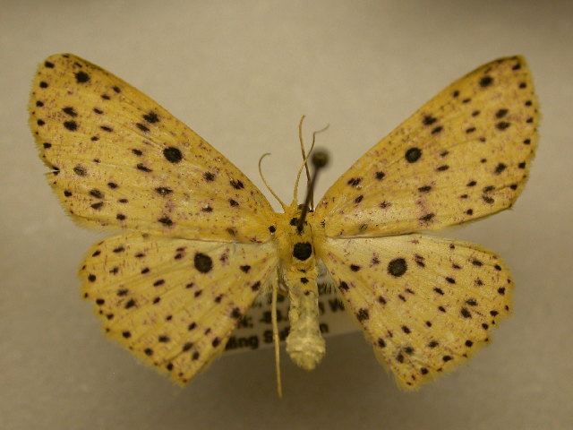 Cyclophora