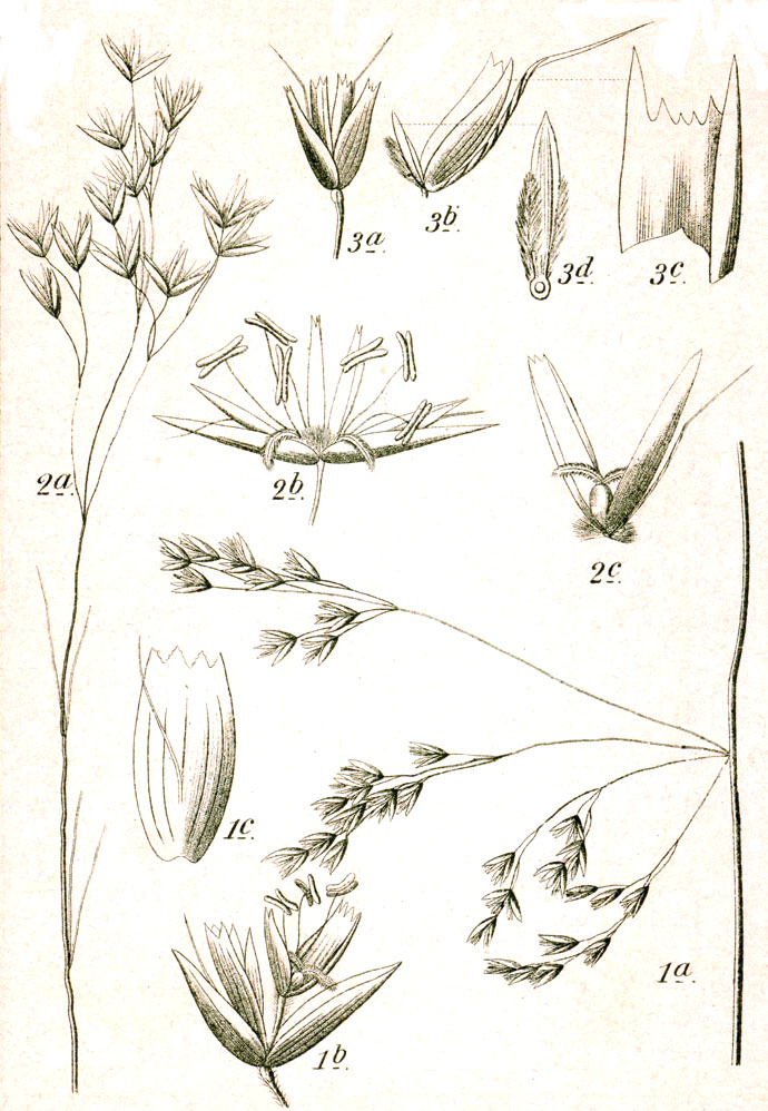 Deschampsia setacea