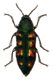 Buprestis novemmaculata