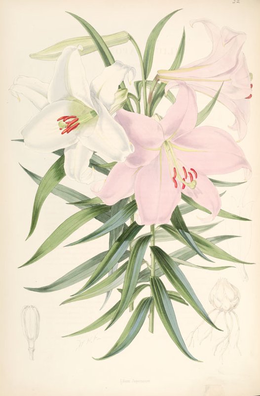 Lilium japonicum