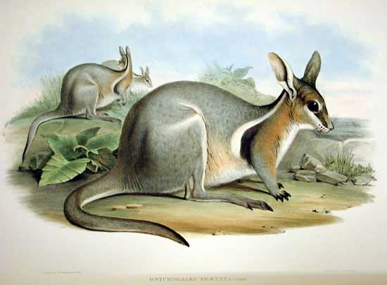 Bridled nail-tail wallaby