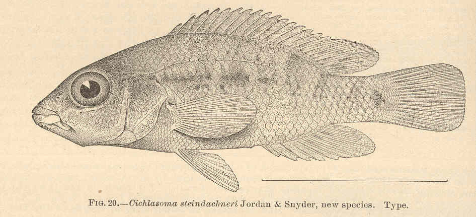 Herichthys steindachneri