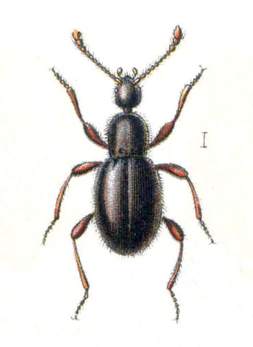 Scydmaenidae