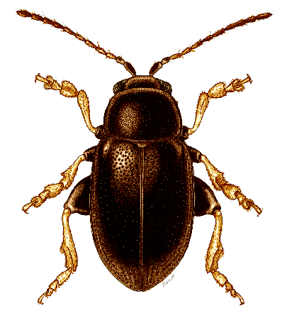 Chaetocnema