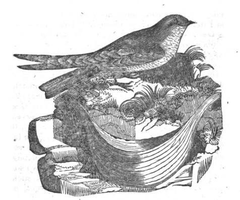 Edible-nest Swiftlet