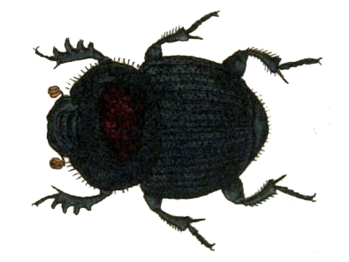 Onthophagus ovatus