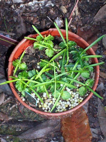 Atractocarpus